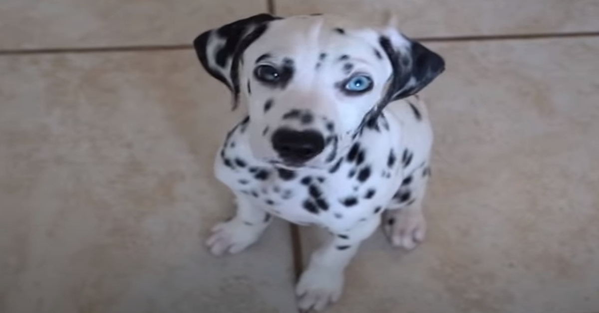 Il suo proprietario fa finta di piangere e Falco, il cucciolo di Dalmata accorre per consolarlo (VIDEO)