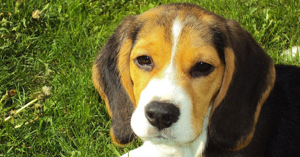 Il tenerissimo cucciolo di Beagle adora fare le gite in kayak (video)