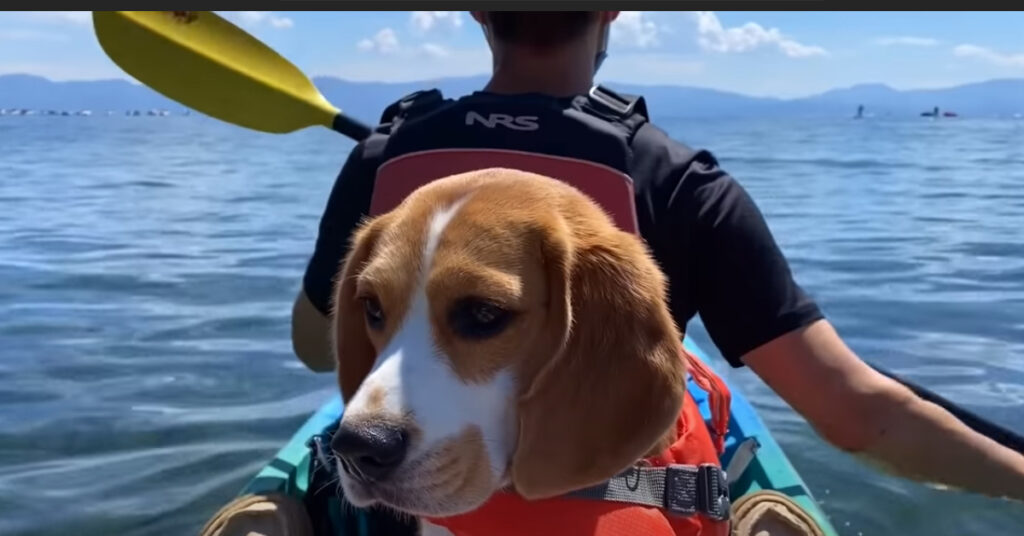 Beagle in Kayak