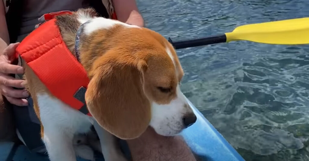 Beagle in Kayak