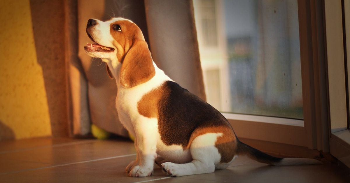 Il tenero cucciolo di Beagle sfida un’aspirapolvere (video)