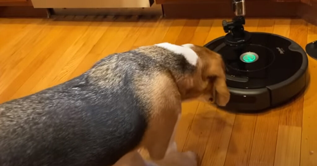 Beagle contro aspirapolvere