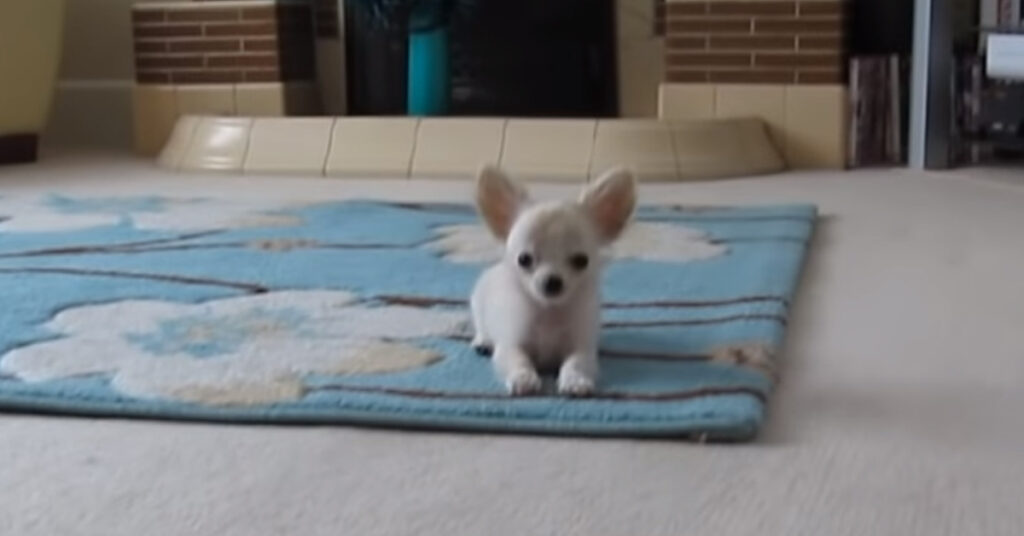 Cucciolo di Chihuahua che osserva