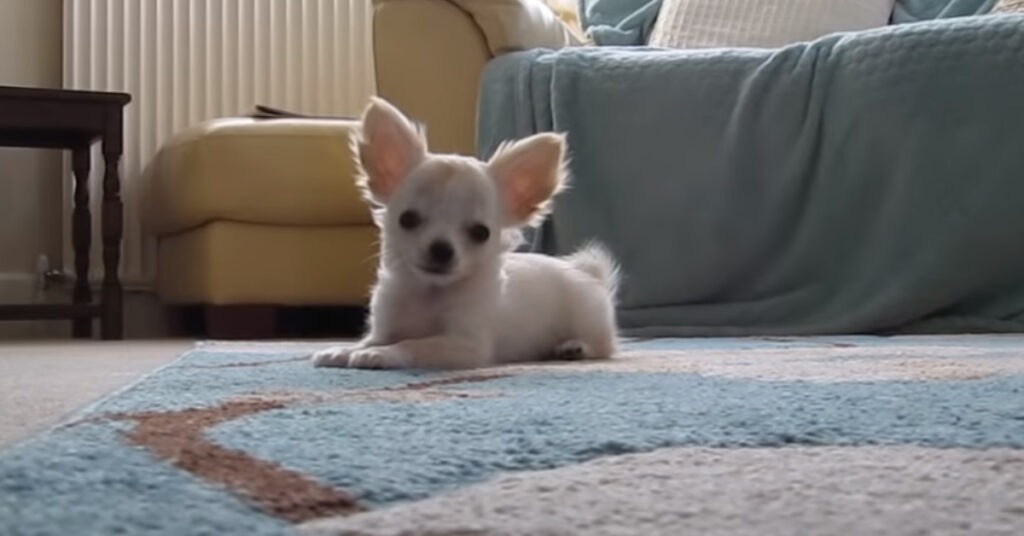 Cucciolo di Chihuahua che osserva