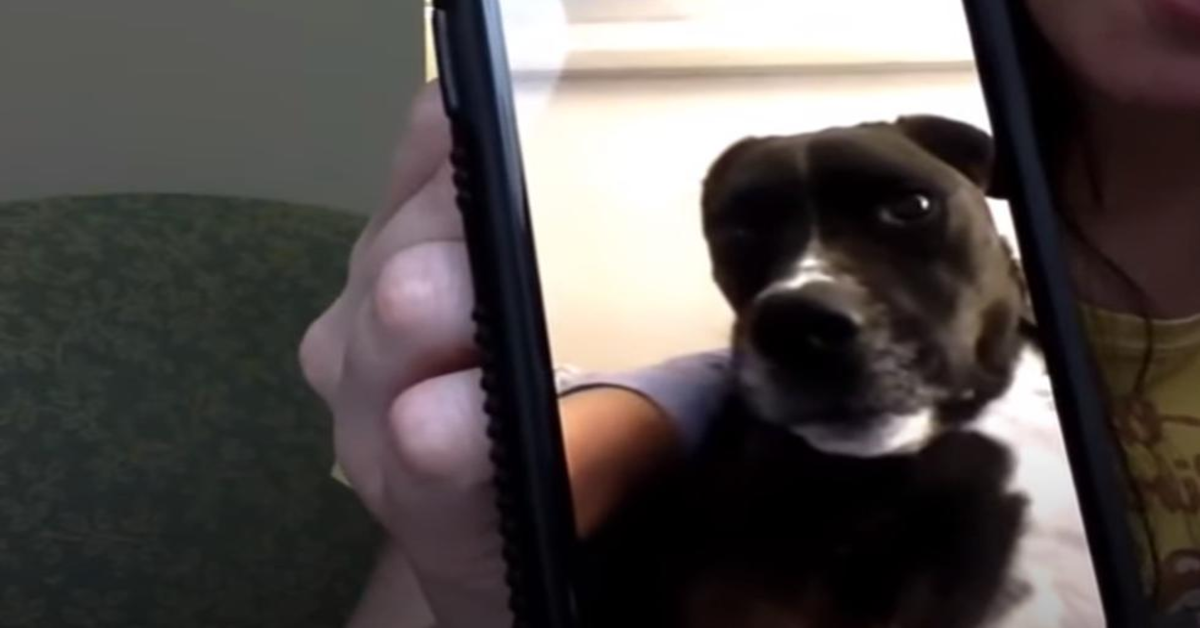 La commovente videochiamata fra un cucciolo di cane e la sua padrona (VIDEO)
