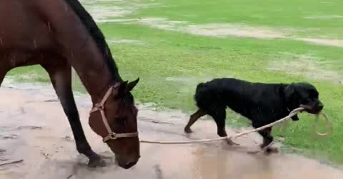 cane conduce un cavallo con una corda