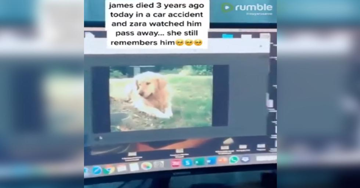 Video di James Golden Retriever morto