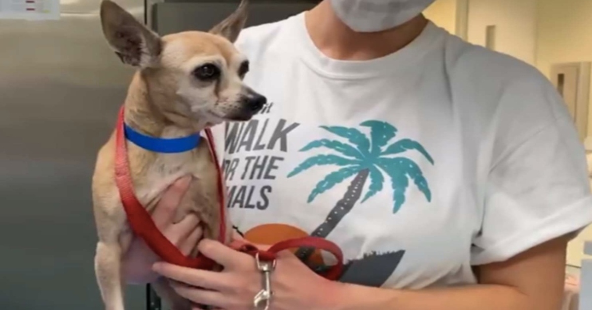 Chihuahua riabbraccia la sua famiglia dopo 6 anni