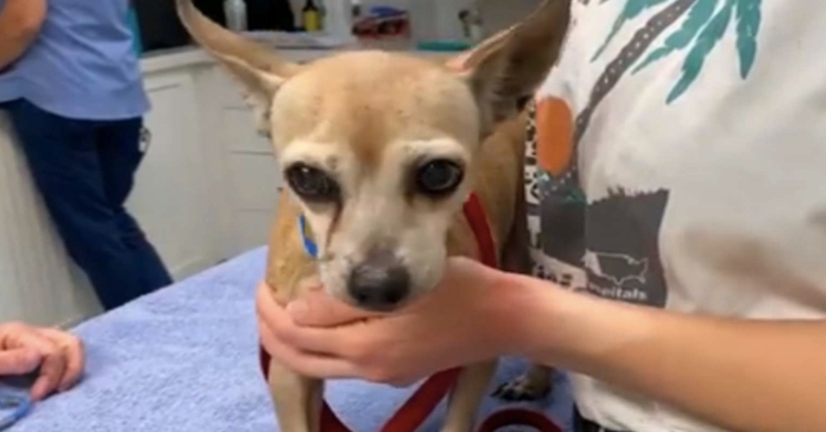 Chihuahua riabbraccia la sua famiglia dopo 6 anni