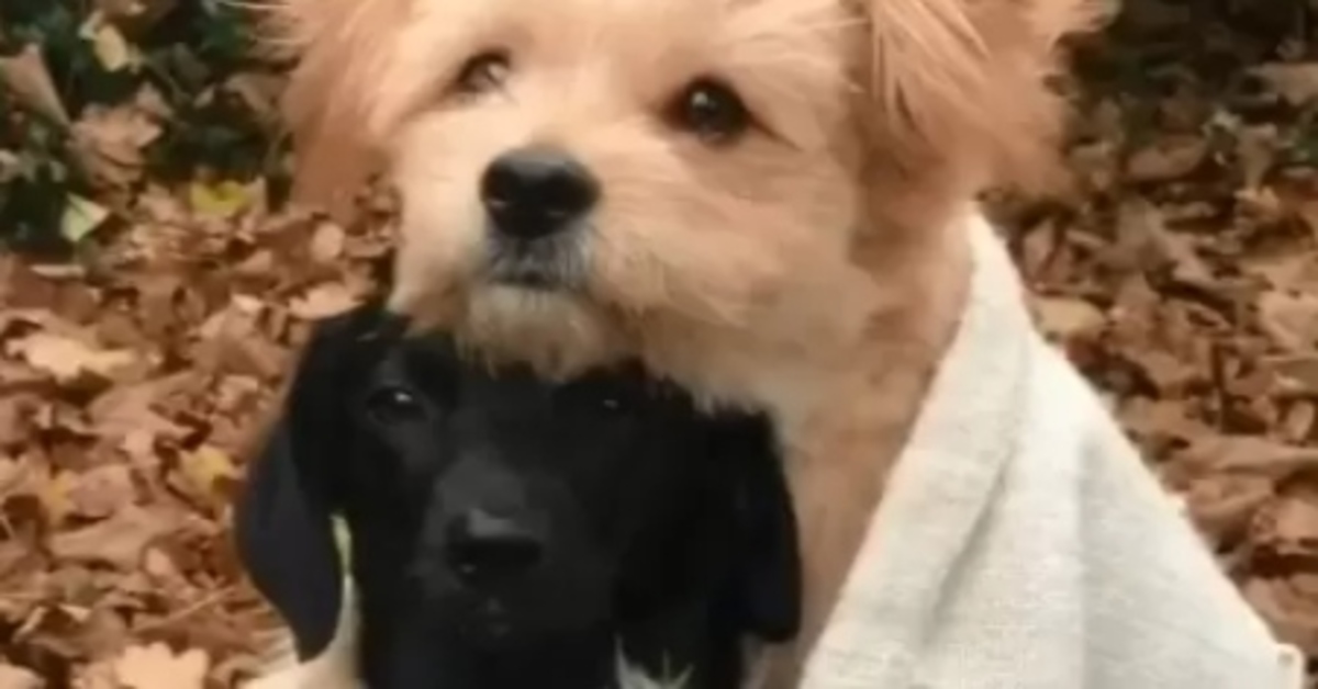 cucciolo di cane abbraccia il suo amico video