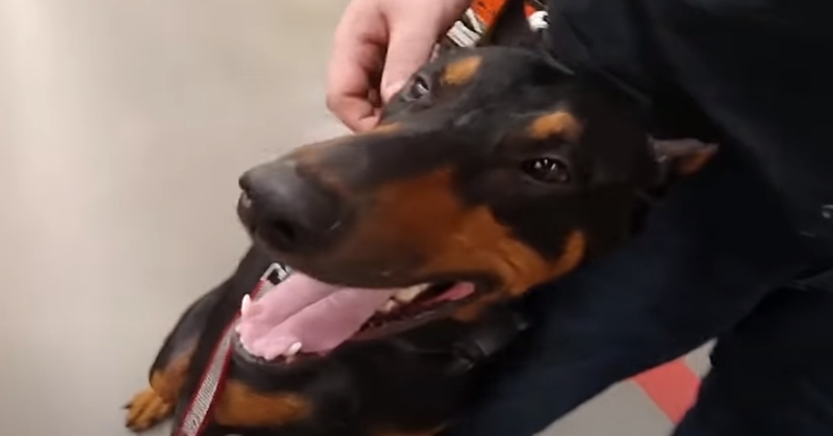 Doberman fa la spesa video