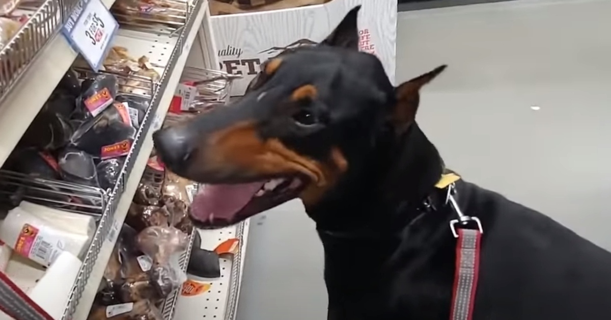 Kruz, il Doberman che va a fare la spesa con il suo padrone (VIDEO)