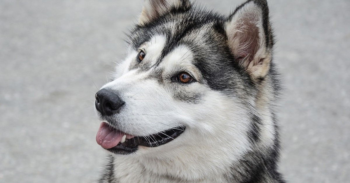 L’Alaskan Malamute scopre di essere stato adottato (video)