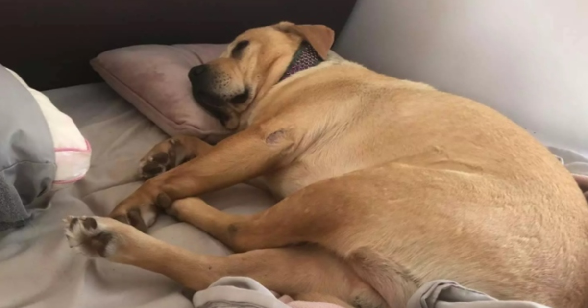 Labrador che dorme