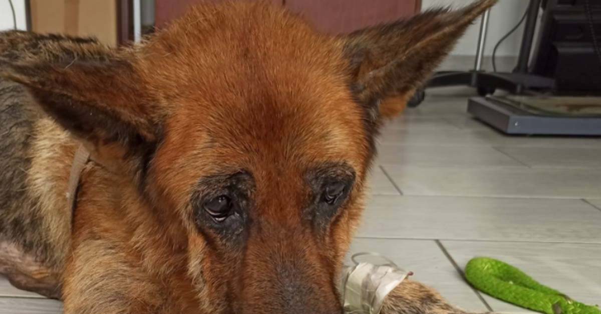 La storia di Asha, il Pastore Tedesco salvato in extremis che sta lottando per sopravvivere