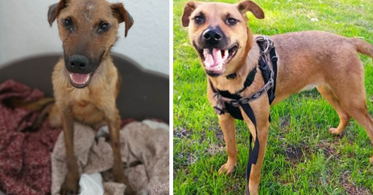 La trasformazione di Camino, da cane malnutrito e maltrattato a cane pronto ad essere felice (video)