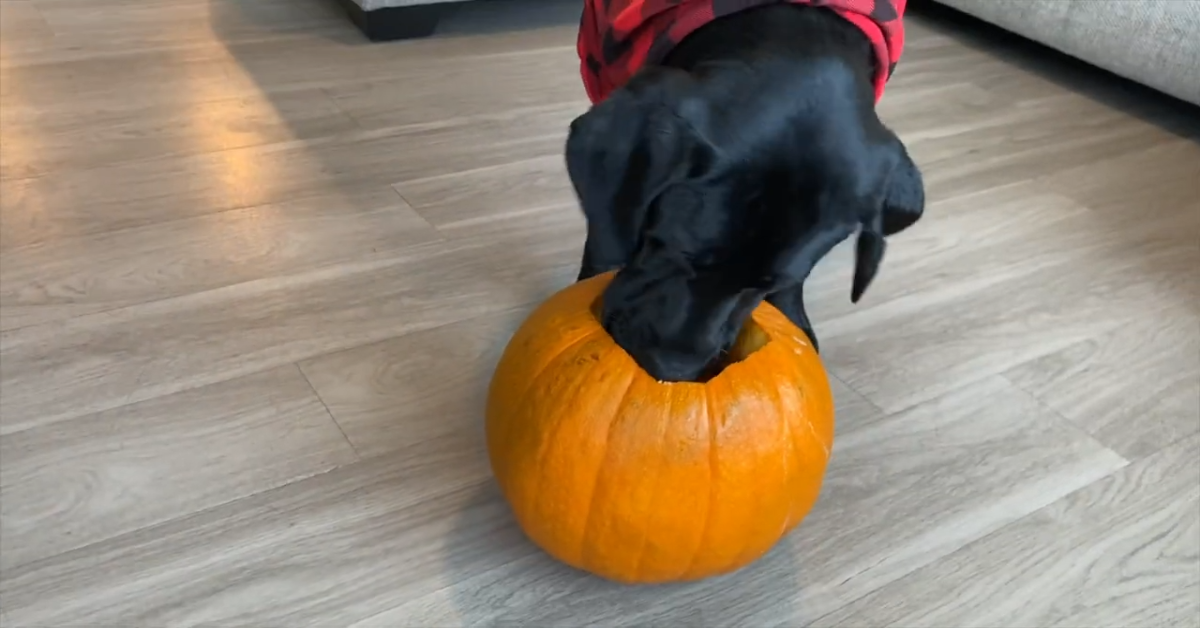 Un dolce Labrador gioca con la zucca e con il suo padrone (VIDEO)