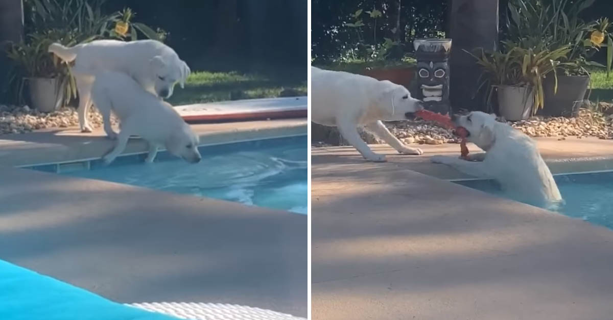 Labrador salva la sorella a quattro zampe caduta in piscina (video)