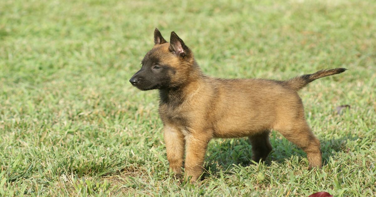 cucciolo di cane Malinois