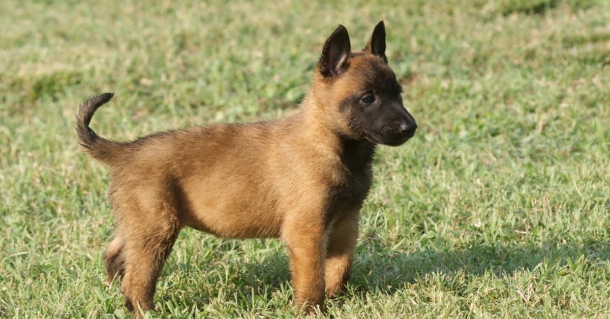 cucciolo di cane Malinois