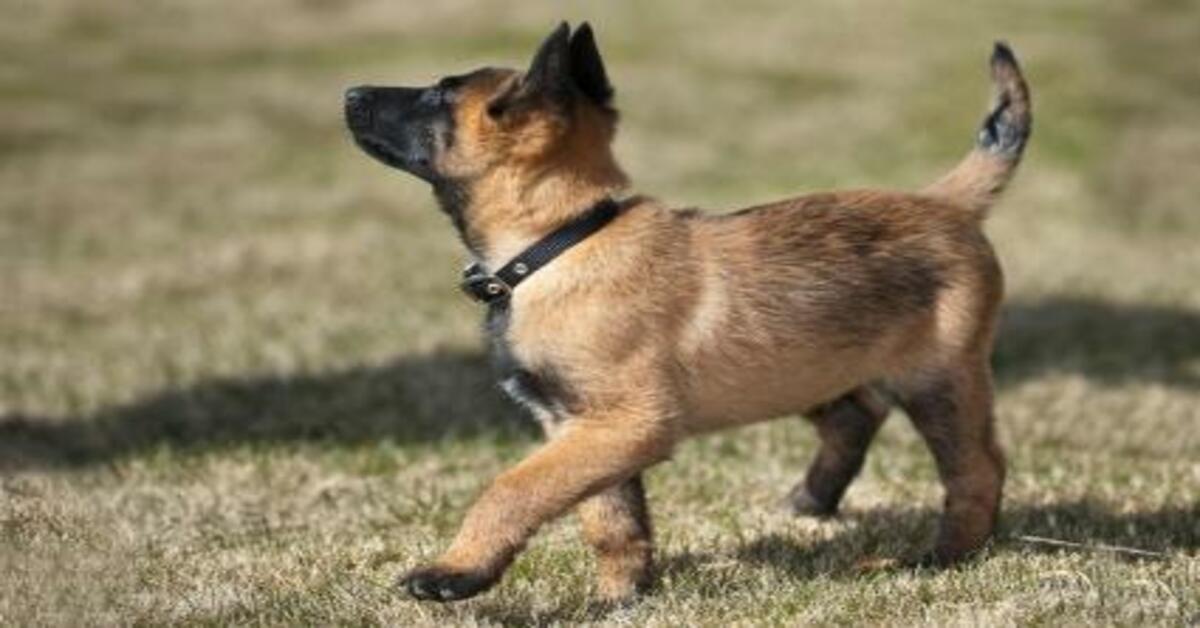 cucciolo di cane Malinois