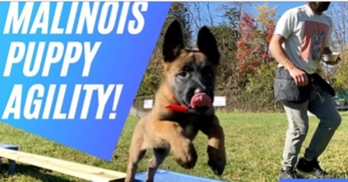 L’addestramento del cucciolo di Malinois che si diverte con l’Agility (VIDEO)