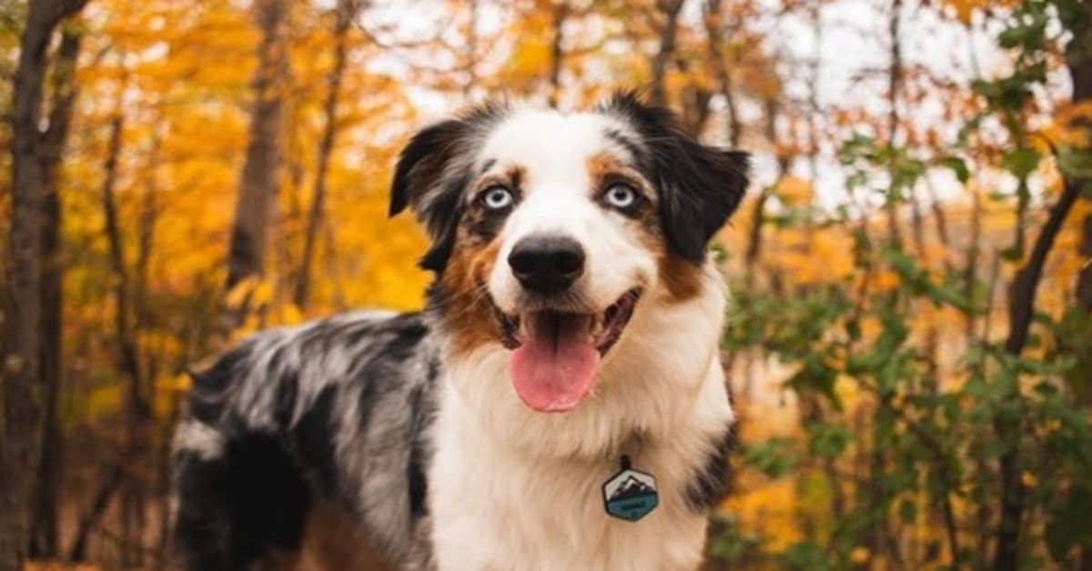 L’allenamento quotidiano di Frankie, un cucciolo di Australian Shepherd (VIDEO)