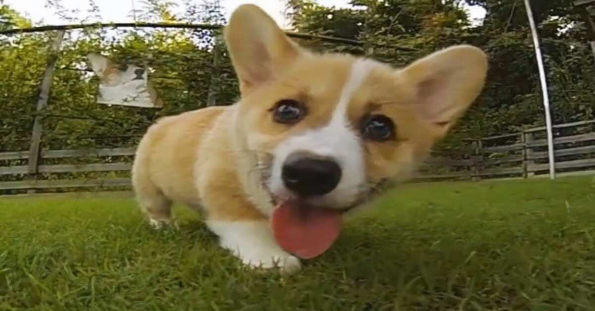 cucciolo di corgi che corre