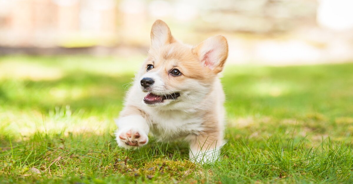 cucciolo di corgi che corre