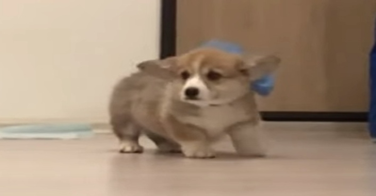 L’arrivo in famiglia di Saddy, un cucciolo di Corgi (VIDEO)