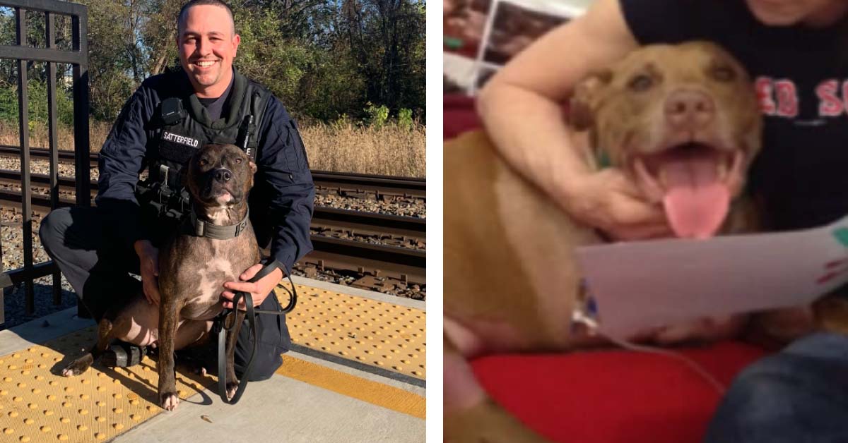 Lilly, il Pitbull eroe che ha salvato la sua proprietaria caduta sui binari (video)