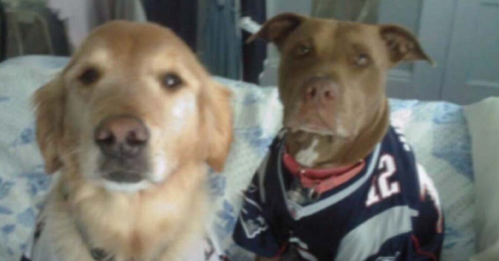 Pitbull con un Golden Retriever