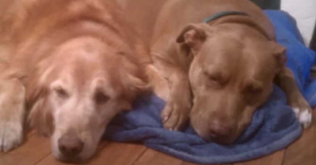 Pitbull che dorme con un Golden retriever