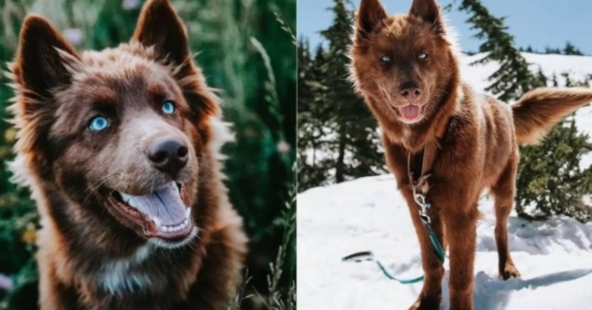 L’incredibile bellezza di SeQoui, un raro Siberian Husky marrone che ha conquistato i social