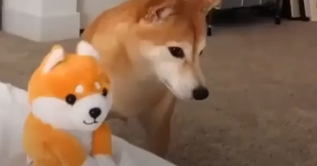 Shiba Inu con un peluche