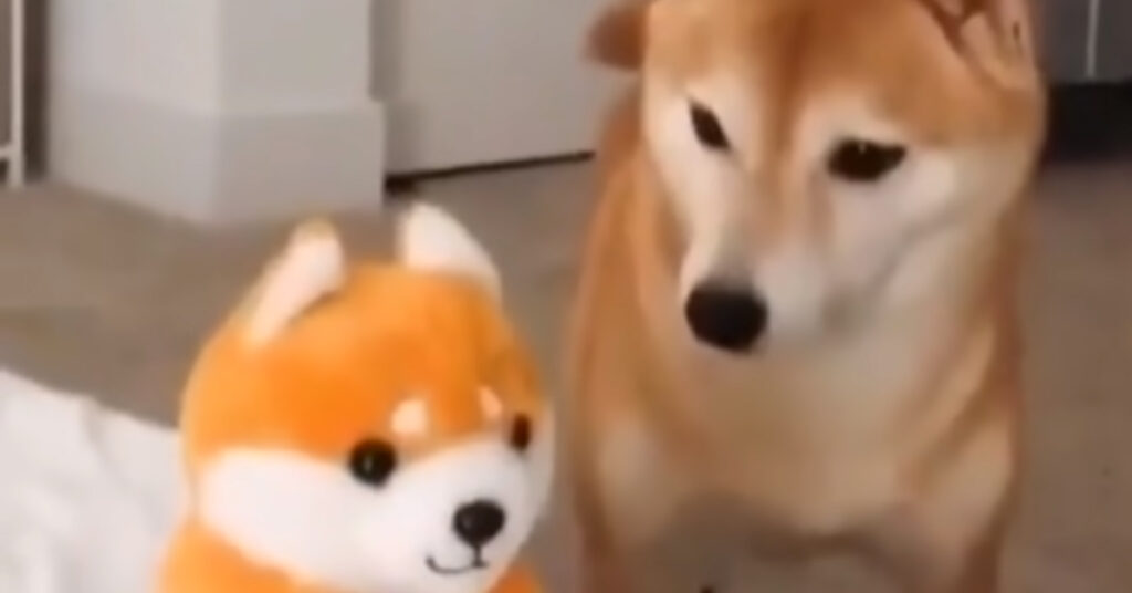 Shiba Inu con un peluche