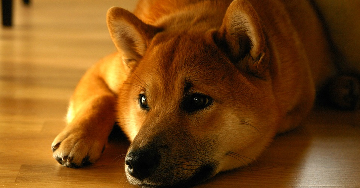 Lo Shiba Inu incontra per la prima volta un piccolo pulcino (video)