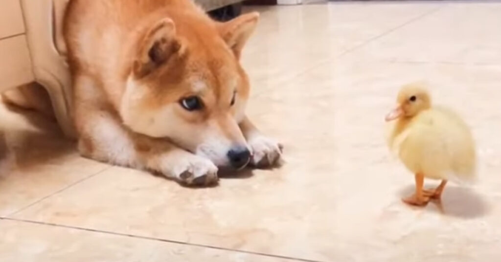 Shiba Inu con un pulcino