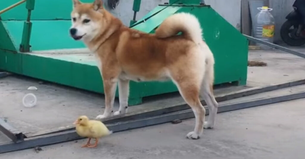 Shiba Inu con un pulcino