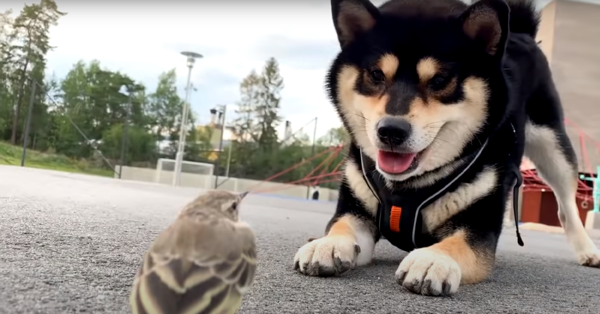 Lo Shiba Inu vuole giocare con un uccellino incontrato per strada (video)