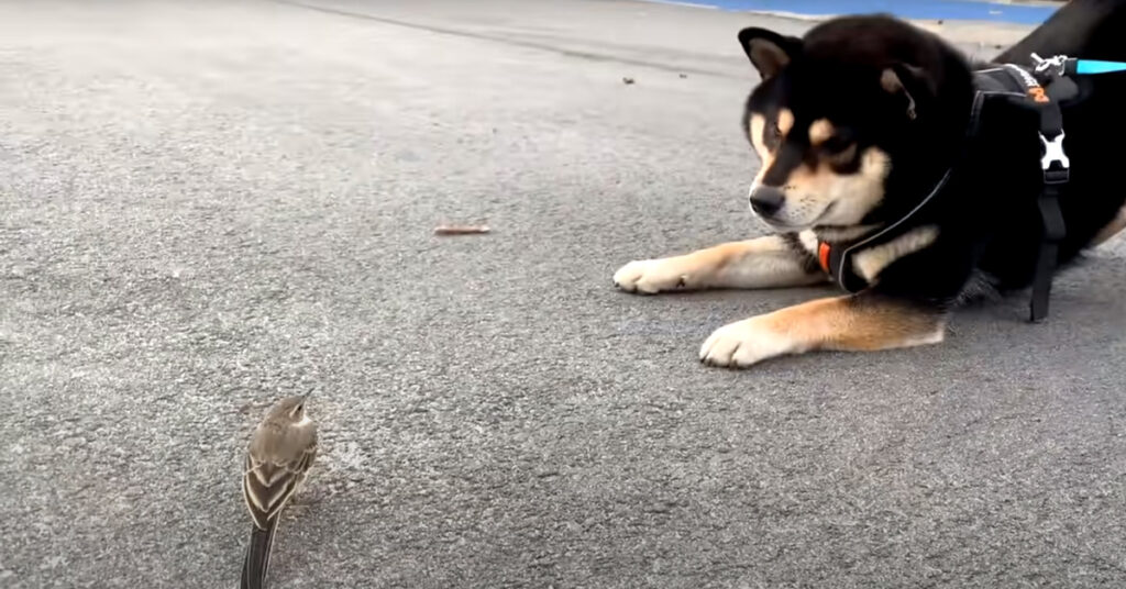 Shiba Inu con un uccellino