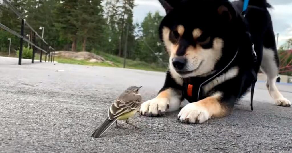 Shiba Inu con un uccellino