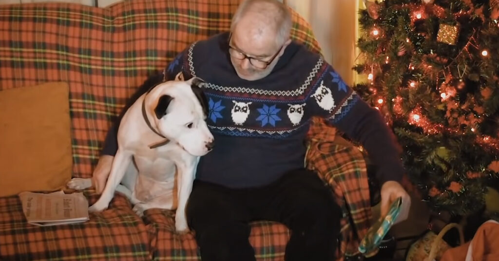 Pitbull con il proprietario