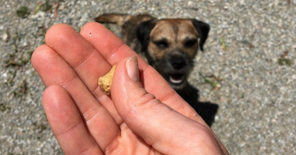 premio per il cane fra le mani