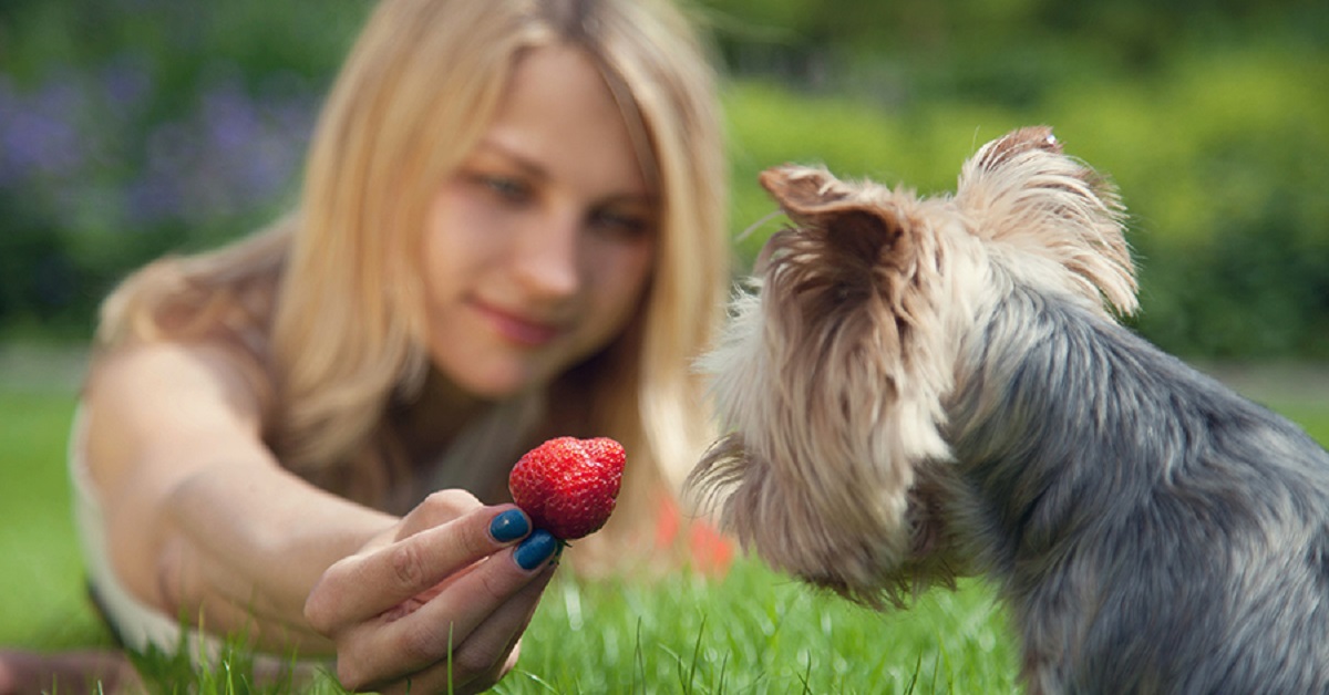 ragazza dà fragola a cane