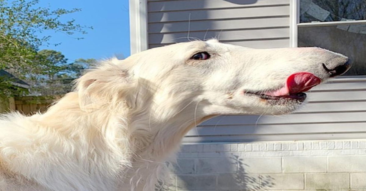 Eris, la cucciola di levriero russo che fa impazzire il web per il suo muso lunghissimo (VIDEO)