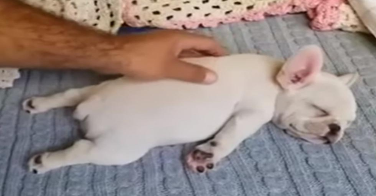 Bulldog francese dorme in una posizione strana