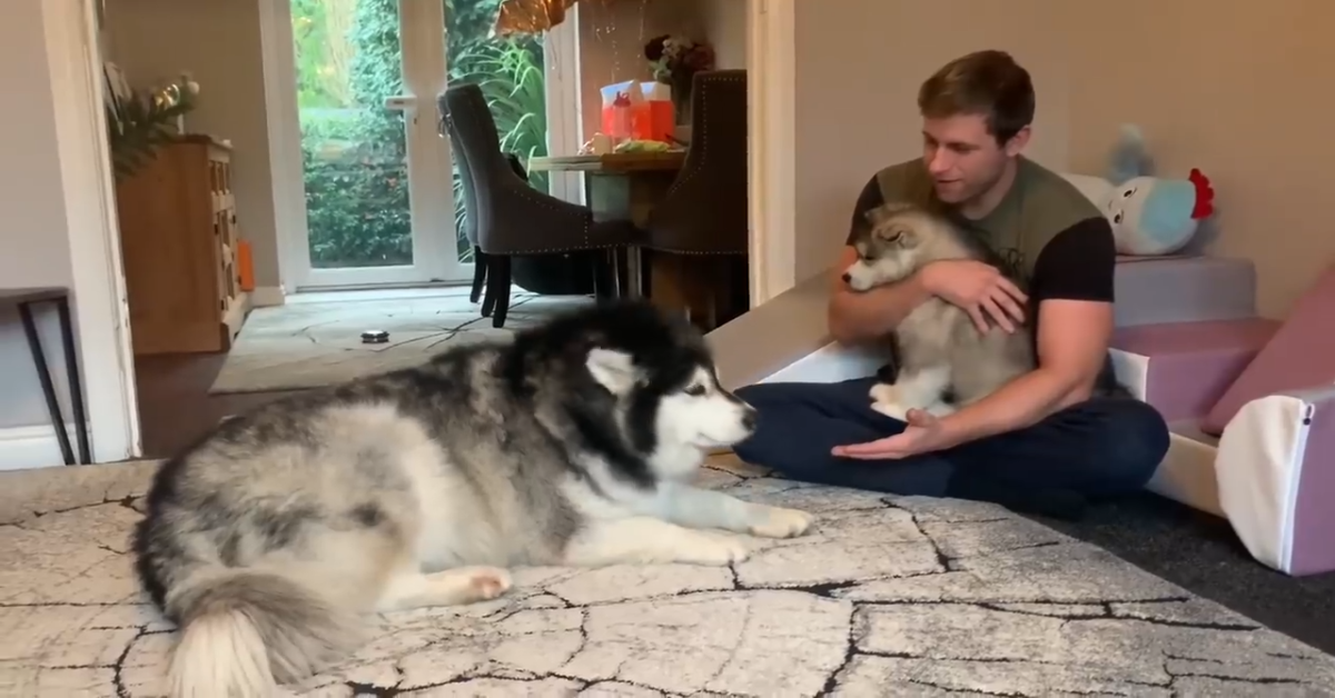 Malamute gigante incontra un cucciolo per la prima volta (VIDEO)