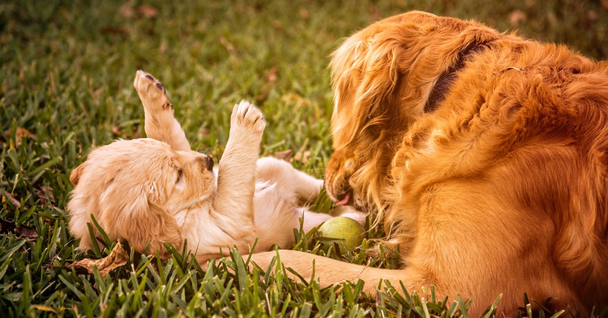Mamma Golden Retriever insegna ai suoi cuccioli a stare calmi prima di mangiare (video)