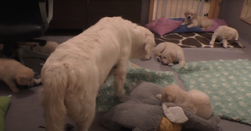 Golden Retriever con i cuccioli